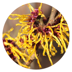 Witch Hazel