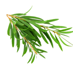 Tea Tree Oil