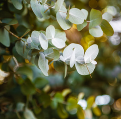 Eucalyptus Oil