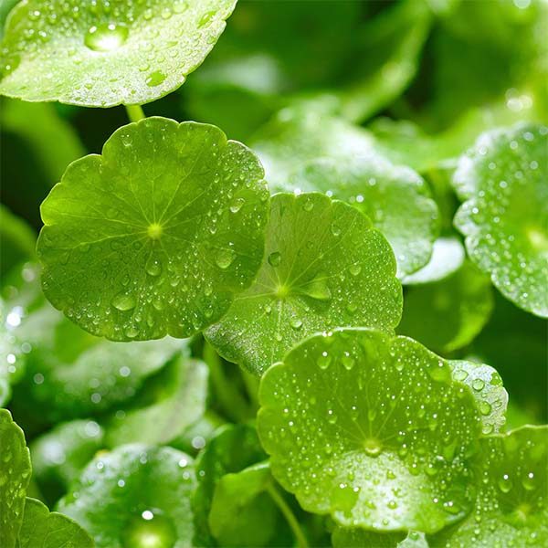 Centella asiatica extracts